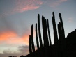 Organ Pipe Cactus NM