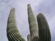 Saguaro NP