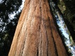 Sequoia NP